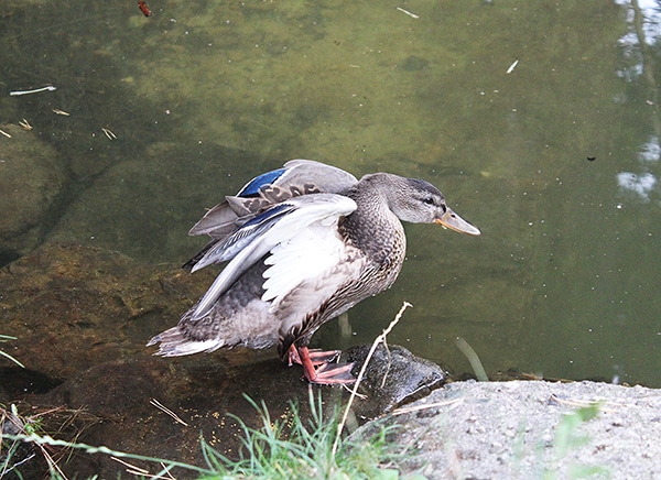 Fotografie: kachna na rybníku u Králova mlýna