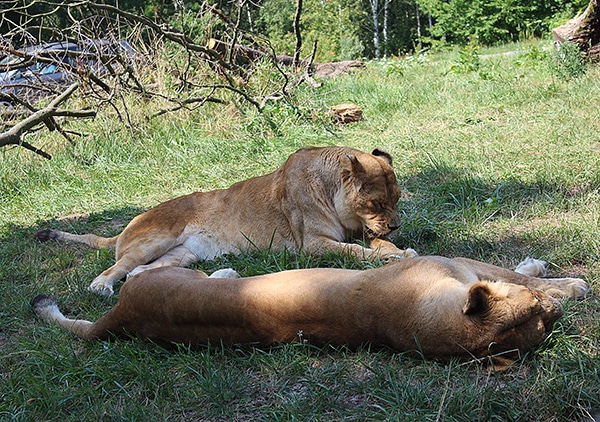 Fotograie?lvi dvůr králové safari park 