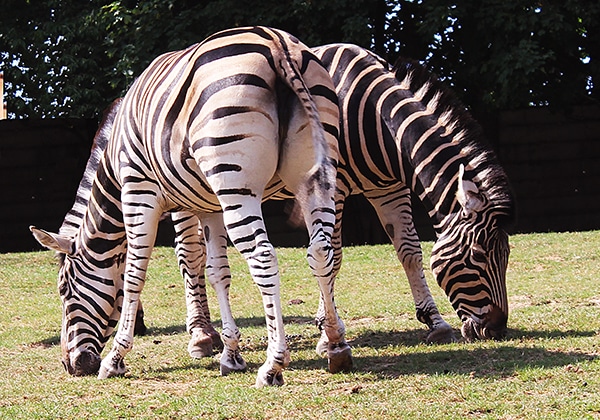 Fotografie:zebry - safari park Dvůr Králové