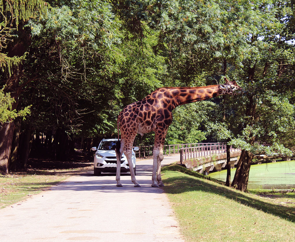 Fotografie: žirafa na silnici