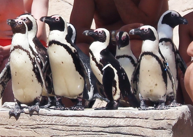 Tučňáci - zoomarine zábavní park