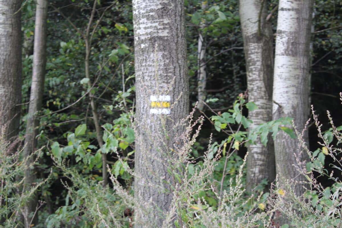Značka pro pěší na stromě