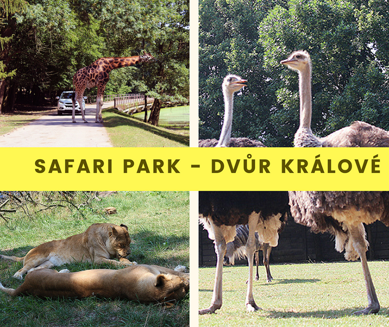Safari park - dvůr králové